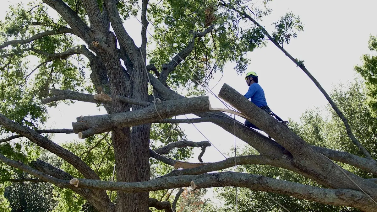 Professional Crown Thinning performed by certified arborists in Taos